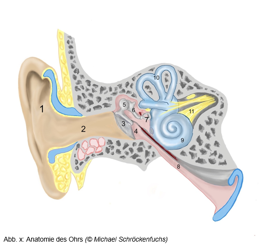 Ein Diagramm von dem Ohr